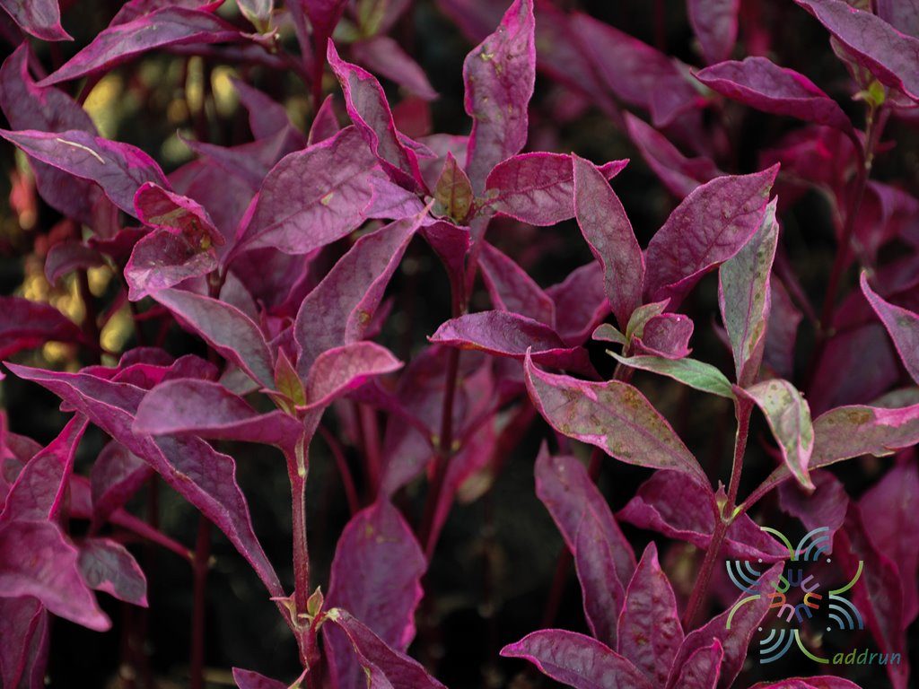 แดงสิงคโปร์ Alternanthera brasiliana (L.) Kuntze