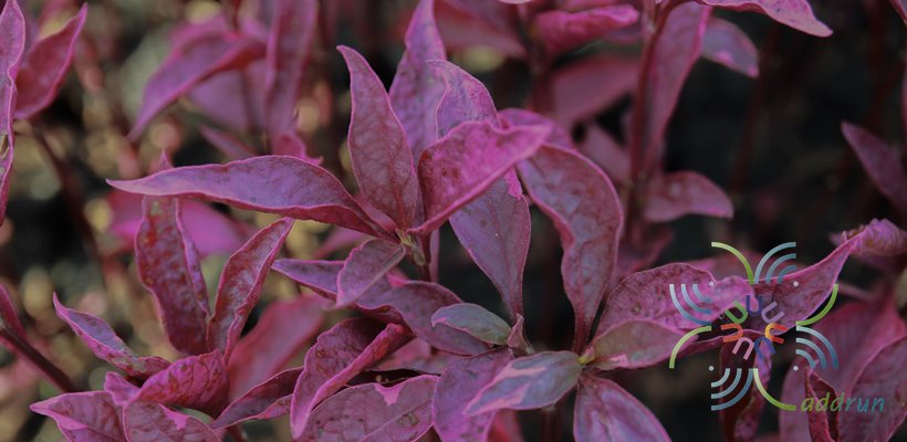 แดงสิงคโปร์ Alternanthera brasiliana (L.) Kuntze
