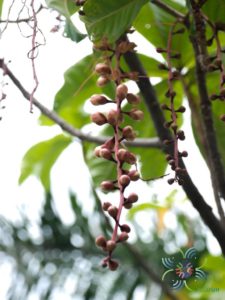 จิกสวน Barringtonia racemosa (L.) Spreng.