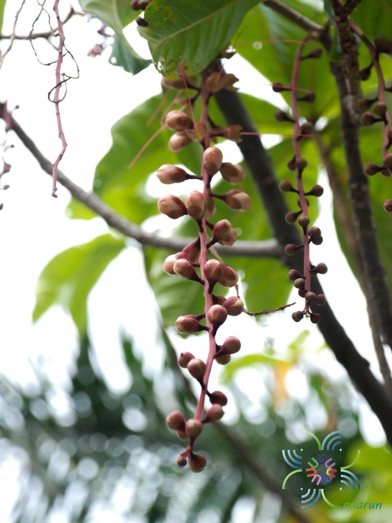 จิกสวน Barringtonia racemosa (L.) Spreng.