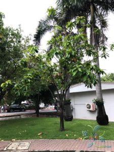 จิกสวน Barringtonia racemosa (L.) Spreng.