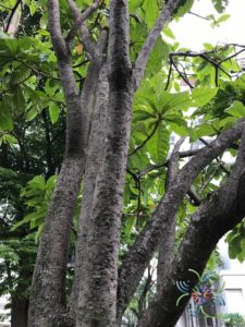 จิกสวน Barringtonia racemosa (L.) Spreng.
