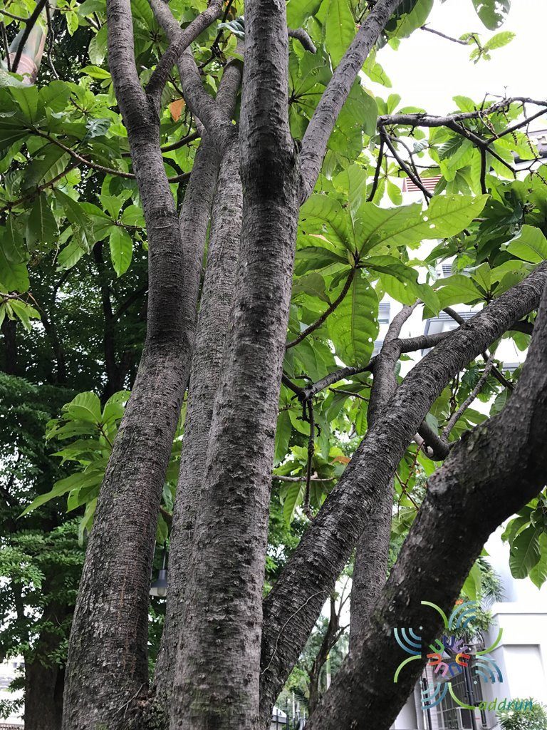 จิกสวน Barringtonia racemosa (L.) Spreng.