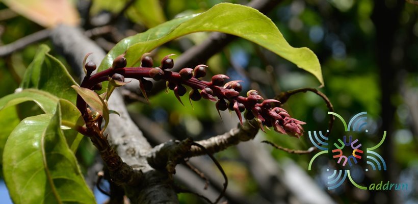 จิกสวน Barringtonia racemosa (L.) Spreng.