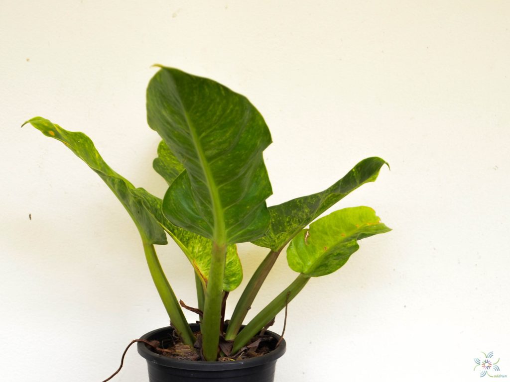 ฟิโลเดนดรอน เศรษฐีนำทรัพย์ด่าง Philodendron sp.