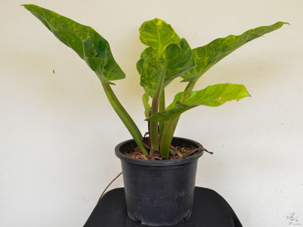 ฟิโลเดนดรอน เศรษฐีนำทรัพย์ด่าง Philodendron sp.