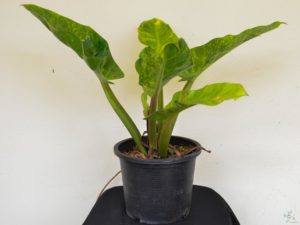 ฟิโลเดนดรอน เศรษฐีนำทรัพย์ด่าง Philodendron sp.
