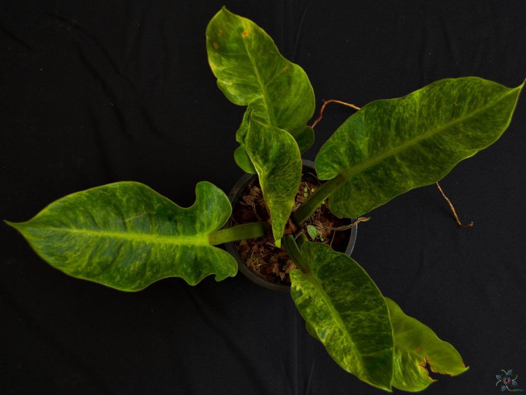 ฟิโลเดนดรอน เศรษฐีนำทรัพย์ด่าง Philodendron sp.