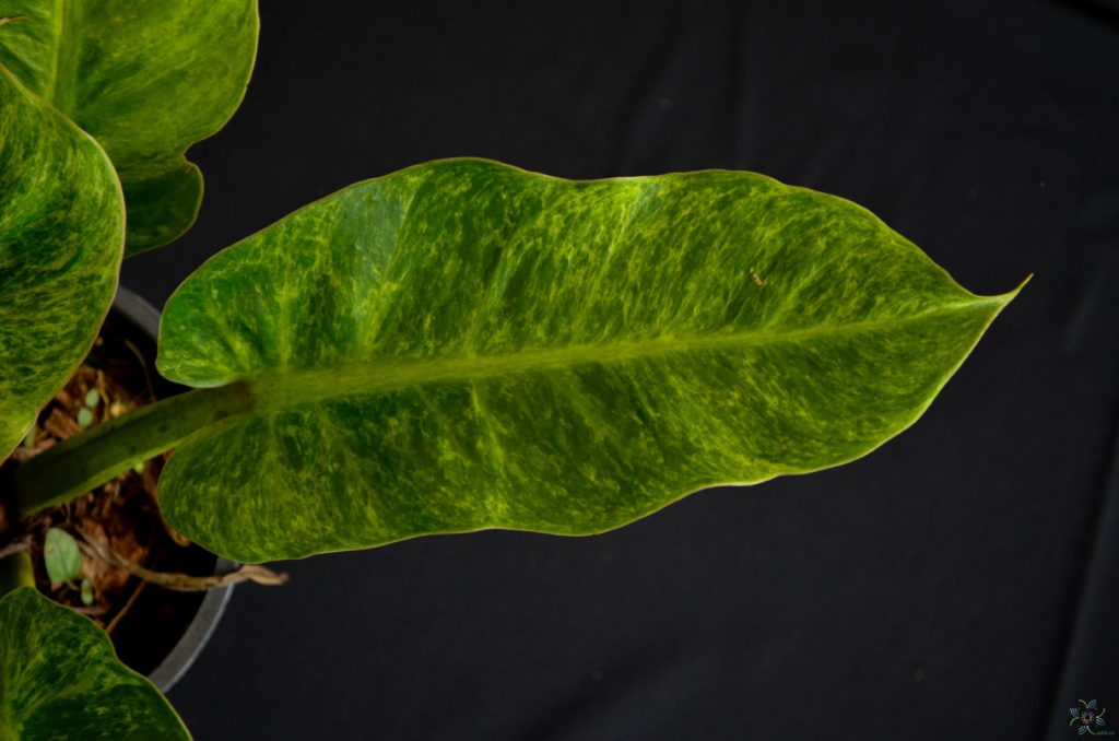 ฟิโลเดนดรอน เศรษฐีนำทรัพย์ด่าง Philodendron sp.