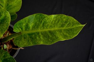 ฟิโลเดนดรอน เศรษฐีนำทรัพย์ด่าง Philodendron sp.