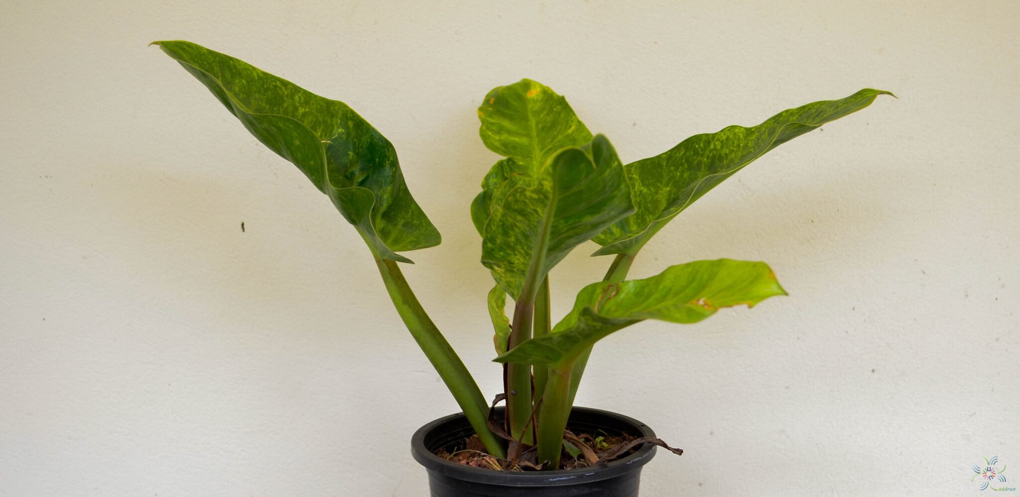 ฟิโลเดนดรอน เศรษฐีนำทรัพย์ด่าง Philodendron sp.