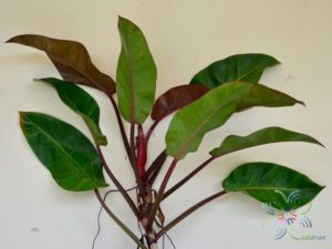 ฟิโลเดนดรอน ลูกผสม #1 Philodendron spp.