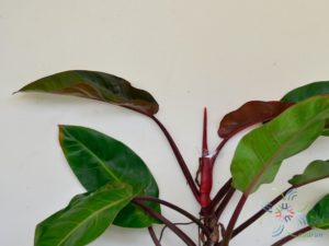 ฟิโลเดนดรอน ลูกผสม #1 Philodendron spp.