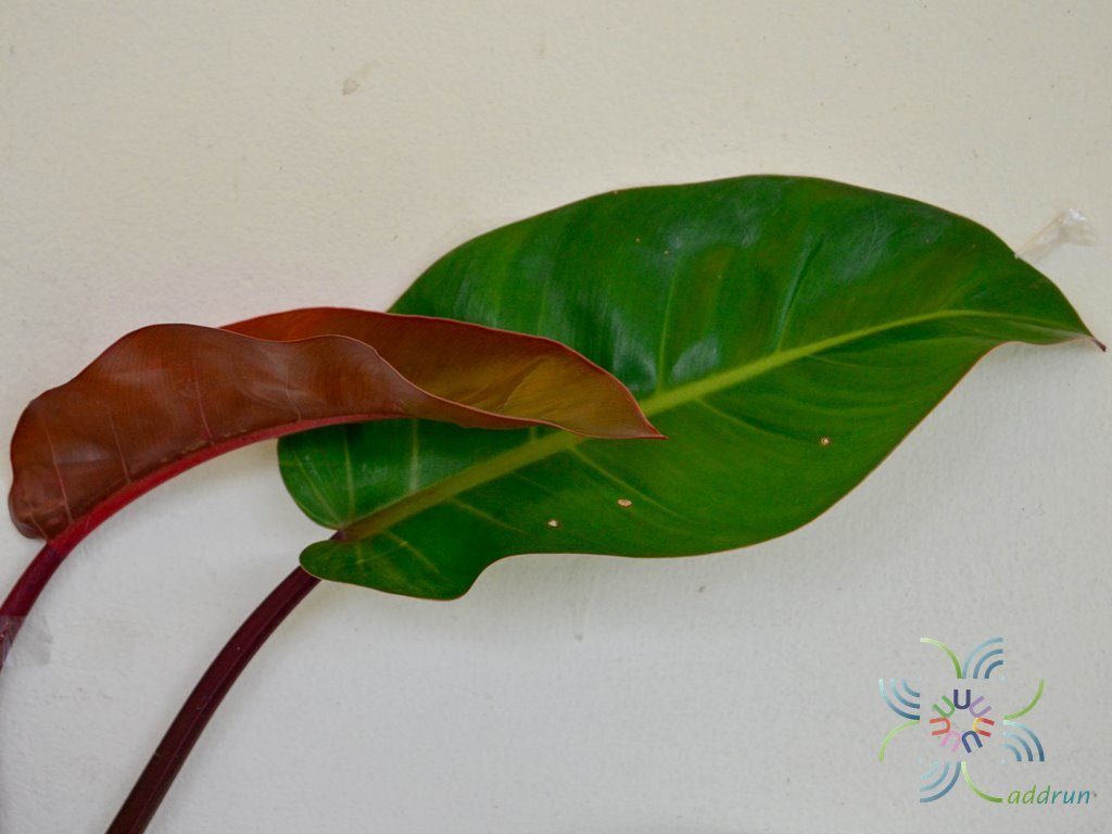 ฟิโลเดนดรอน ลูกผสม #1 Philodendron spp.
