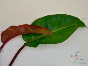 ฟิโลเดนดรอน ลูกผสม #1 Philodendron spp.