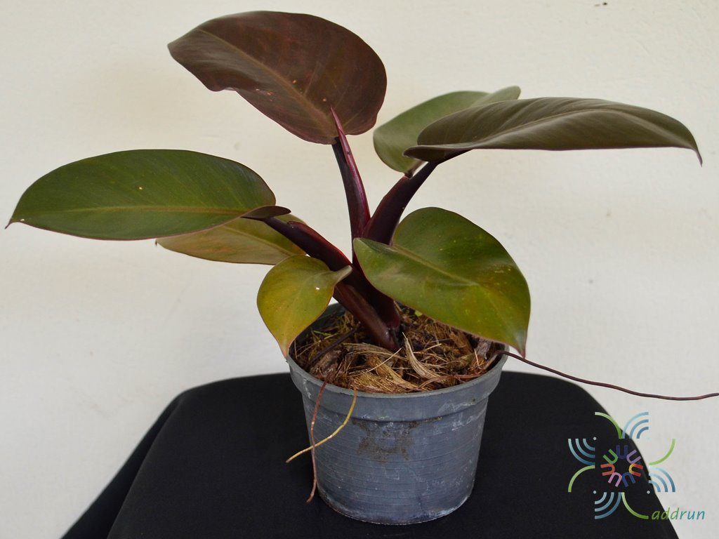ฟิโลเดนดรอน ภูพิงค์ Philodendron spp.