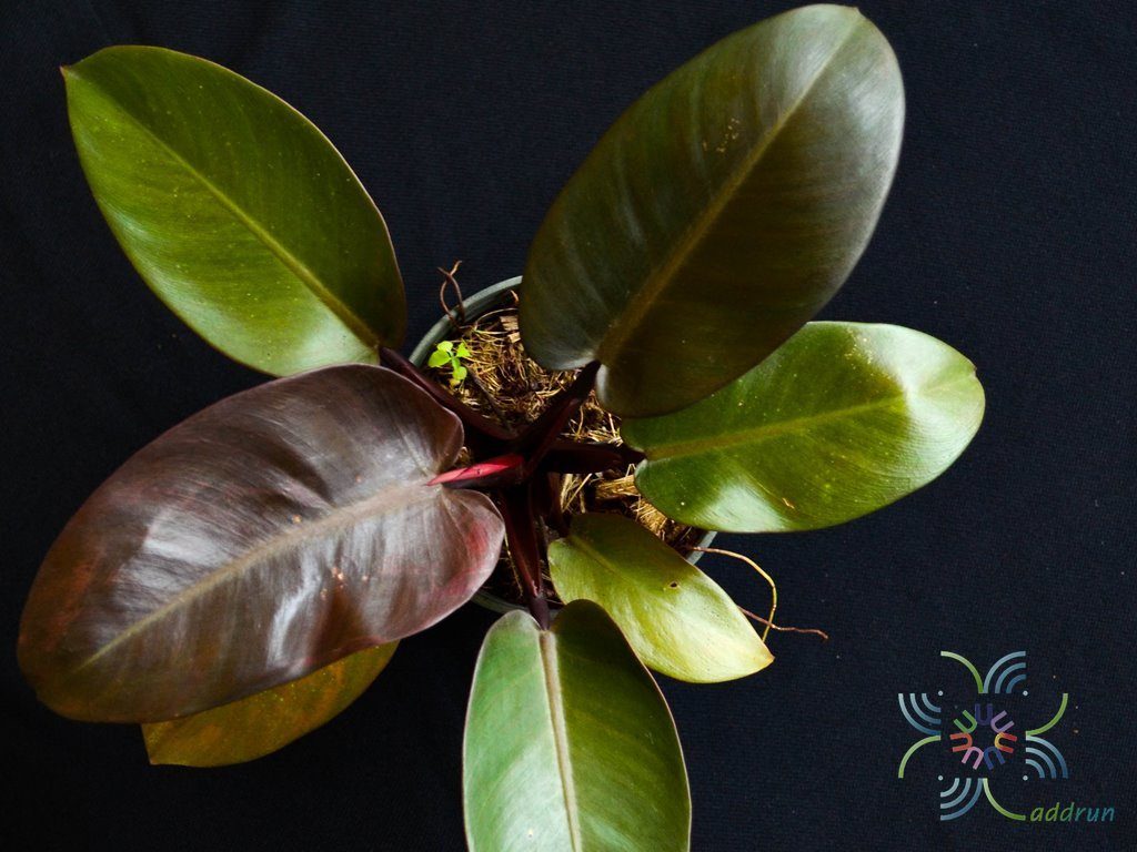 ฟิโลเดนดรอน ภูพิงค์ Philodendron spp.