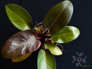 ฟิโลเดนดรอน ภูพิงค์ Philodendron spp.