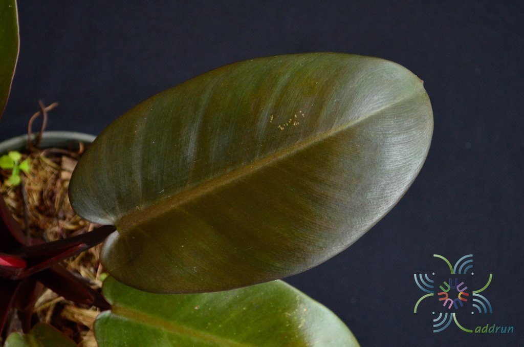 ฟิโลเดนดรอน ภูพิงค์ Philodendron spp.