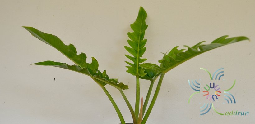 ฟิโลเดนดรอน ใบเลื่อย Philodendron spp.