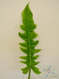 ฟิโลเดนดรอน ใบเลื่อย Philodendron spp.