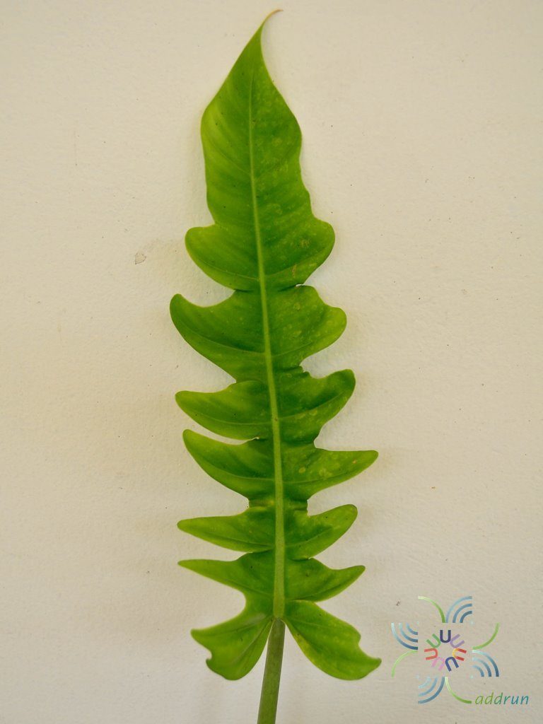 ฟิโลเดนดรอน ใบเลื่อย Philodendron spp.