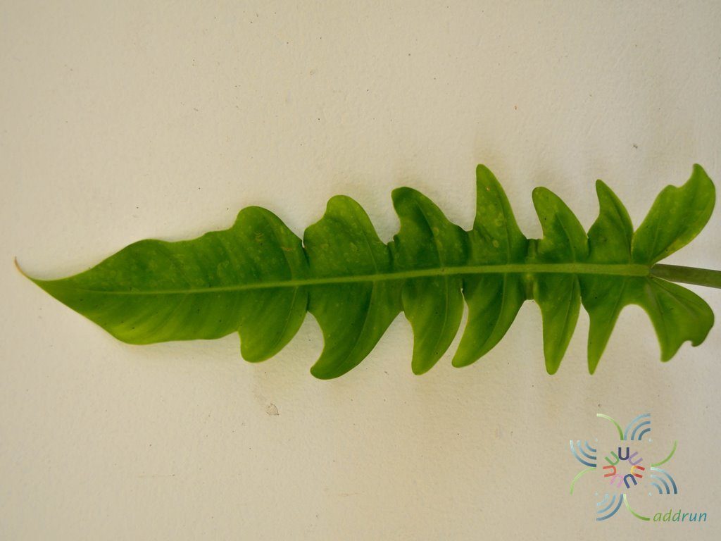 ฟิโลเดนดรอน ใบเลื่อย Philodendron spp.