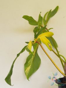 ฟิโลเดนดรอน ก้ามกุ้งด่าง Philodendron pedatum spp.