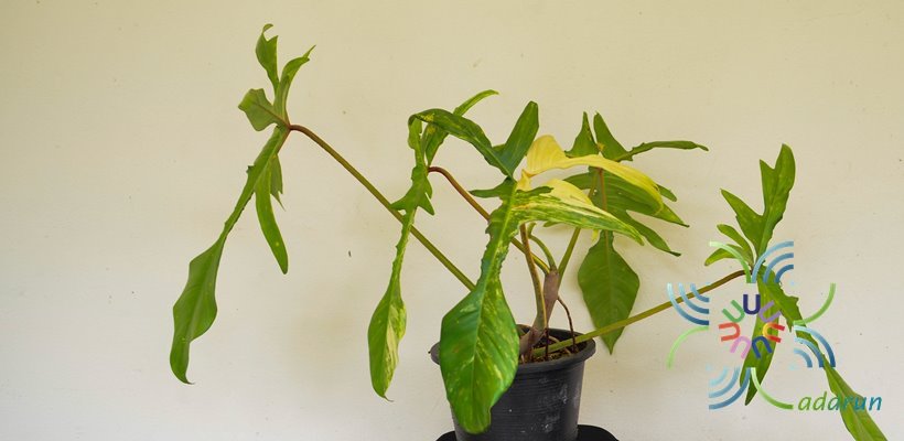 ฟิโลเดนดรอน ก้ามกุ้งด่าง Philodendron pedatum spp.