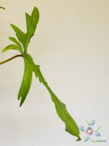ฟิโลเดนดรอน ก้ามกุ้งด่าง Philodendron pedatum spp.