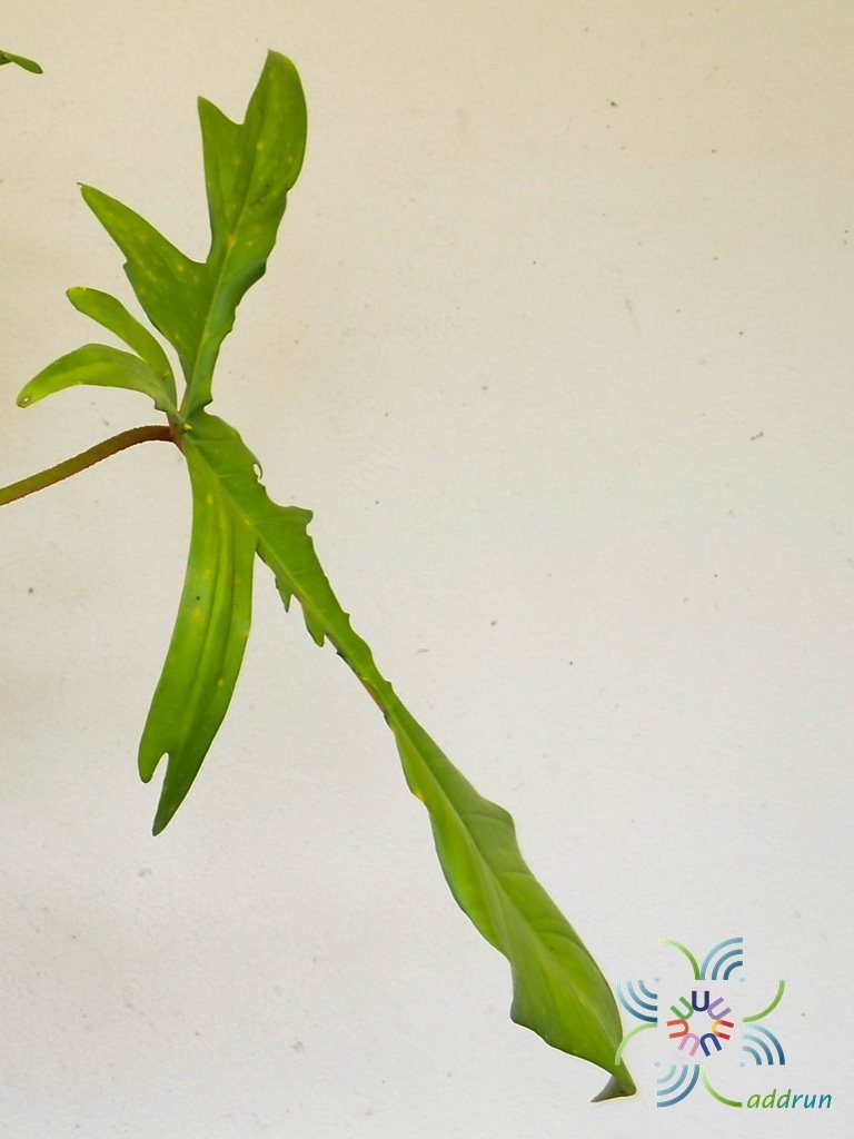ฟิโลเดนดรอน ก้ามกุ้งด่าง Philodendron pedatum spp.