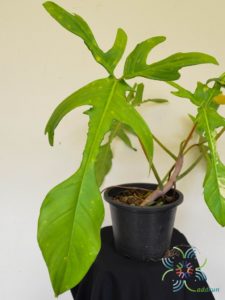 ฟิโลเดนดรอน ก้ามกุ้งด่าง Philodendron pedatum spp.