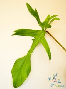 ฟิโลเดนดรอน ก้ามกุ้งด่าง Philodendron pedatum spp.