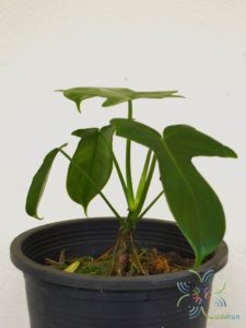 ฟิโลเดนดรอน ก้ามเกลี้ยง Philodendron pedatum spp.