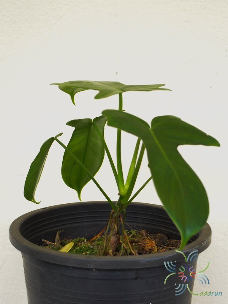 ฟิโลเดนดรอน ก้ามเกลี้ยง Philodendron pedatum spp.