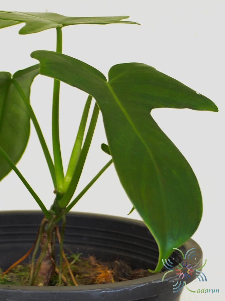 ฟิโลเดนดรอน ก้ามเกลี้ยง Philodendron pedatum spp.