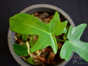 ฟิโลเดนดรอน ก้ามเกลี้ยง Philodendron pedatum spp.