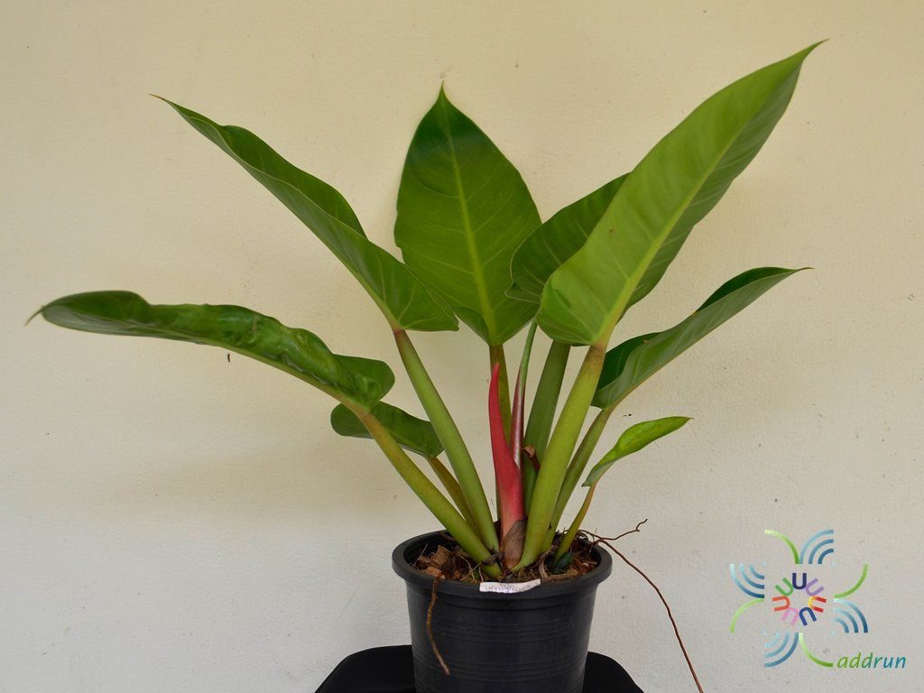 ฟิโลเดนดรอน เศรษฐีนำทรัพย์ Philodendron sp.