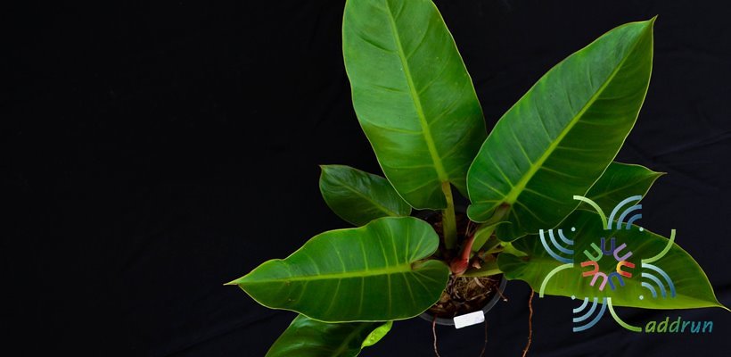ฟิโลเดนดรอน เศรษฐีนำทรัพย์ Philodendron sp.