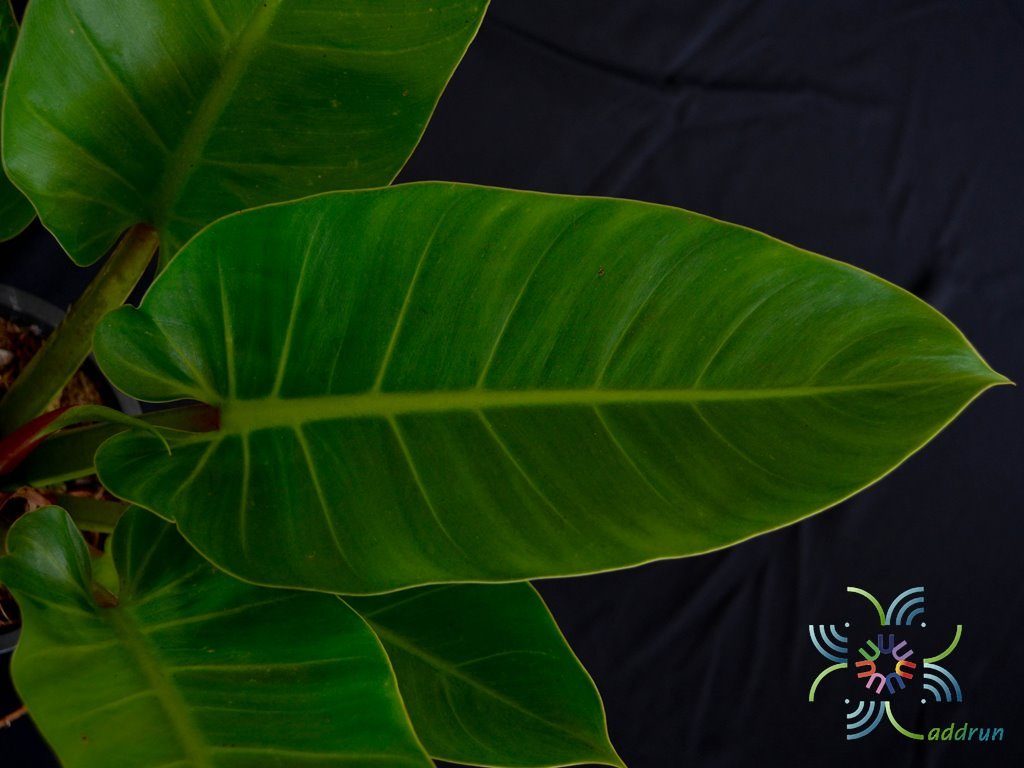 ฟิโลเดนดรอน เศรษฐีนำทรัพย์ Philodendron sp.