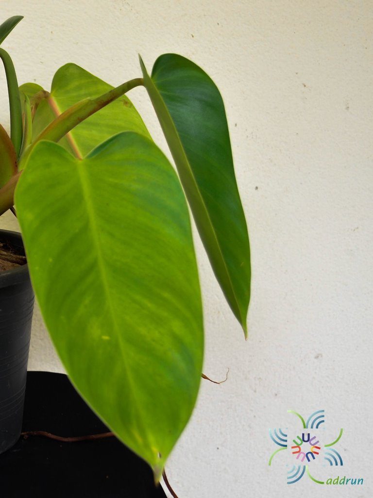ฟิโลเดนดรอน มรกตฟิลิปปินส์ Philodendron sp.