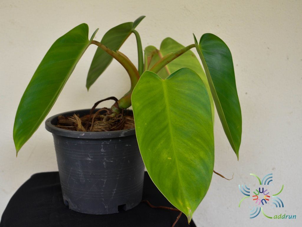 ฟิโลเดนดรอน มรกตฟิลิปปินส์ Philodendron sp.