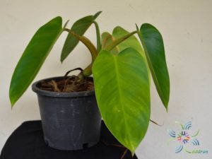 ฟิโลเดนดรอน มรกตฟิลิปปินส์ Philodendron sp.