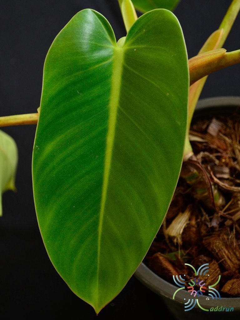 ฟิโลเดนดรอน มรกตฟิลิปปินส์ Philodendron sp.