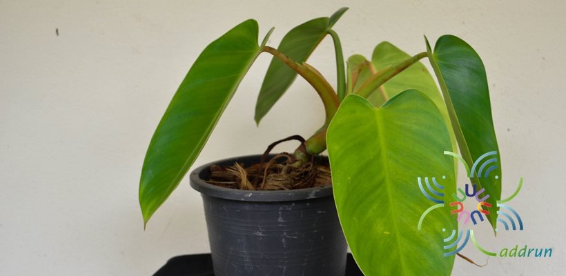 ฟิโลเดนดรอน มรกตฟิลิปปินส์ Philodendron sp.