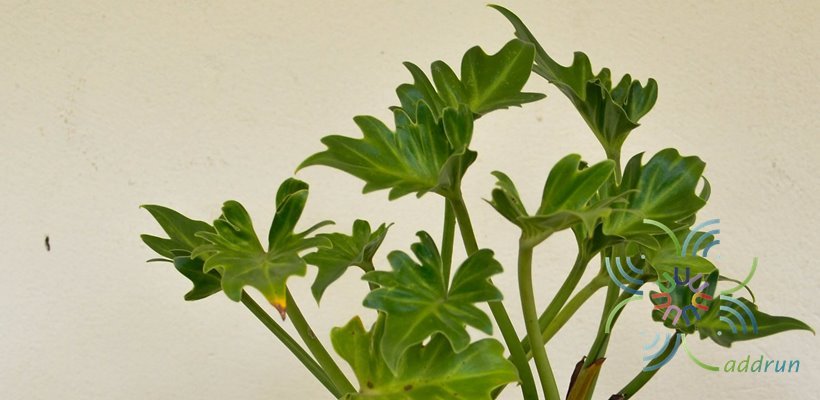 ฟิโลเดนดรอน ซานาดูสั้น #1 Philodendron xanadu spp.