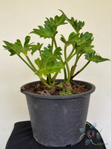 ฟิโลเดนดรอน ซานาดูสั้น #1 Philodendron xanadu spp.