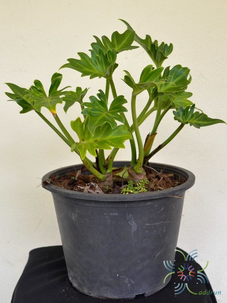 ฟิโลเดนดรอน ซานาดูสั้น #1 Philodendron xanadu spp.