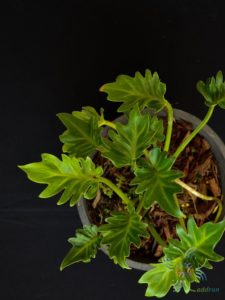 ฟิโลเดนดรอน ซานาดูสั้น #1 Philodendron xanadu spp.