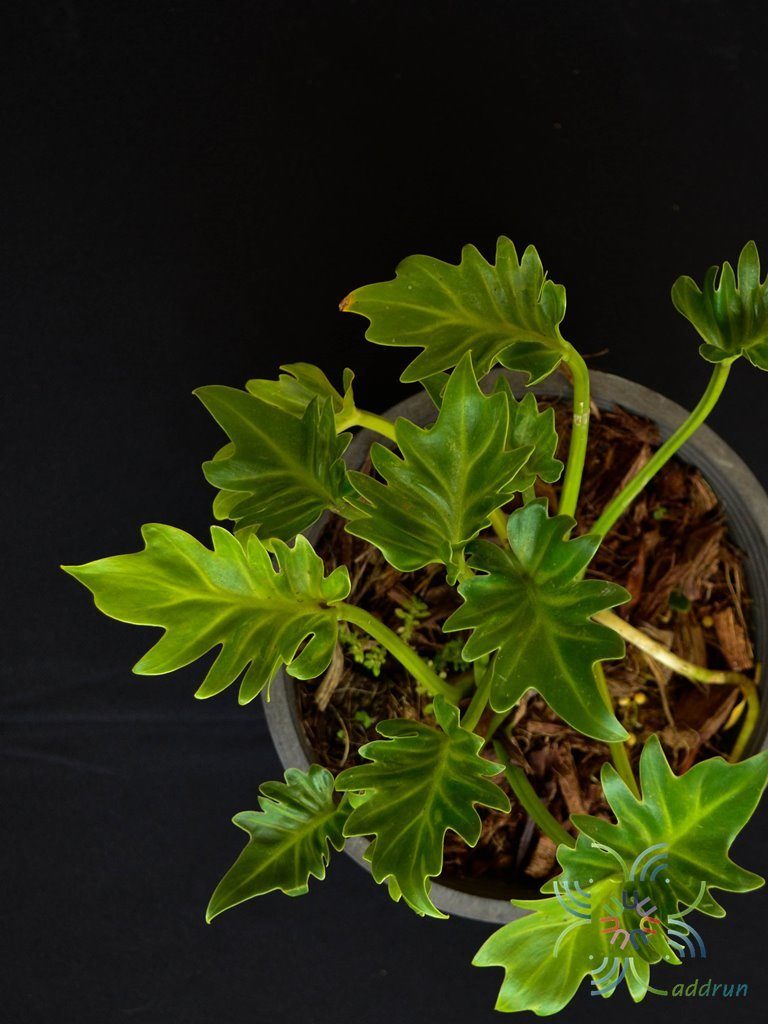 ฟิโลเดนดรอน ซานาดูสั้น #1 Philodendron xanadu spp.